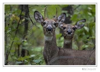 White-tailed deer 2 copy.jpg